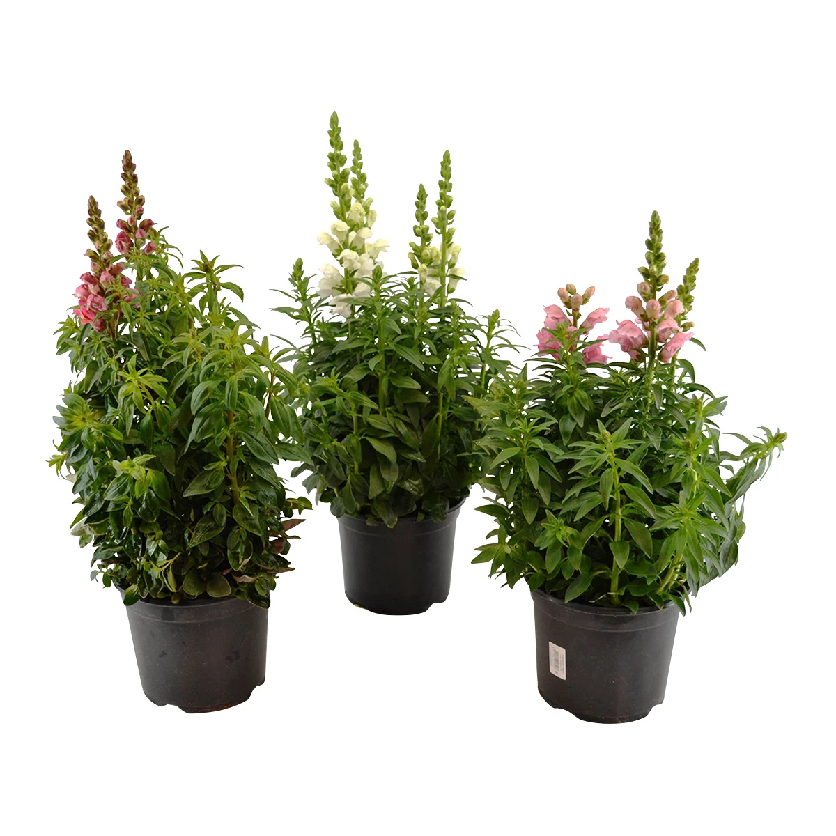 Clipping Path example 6